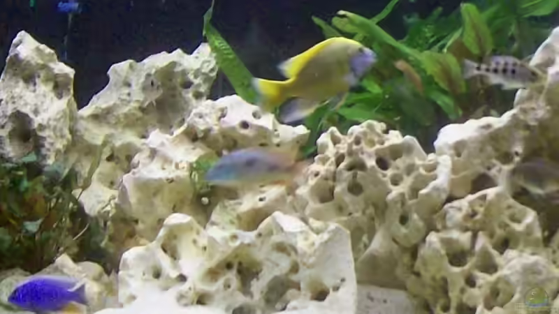 Aquarium Becken 6251 von Kay Bumann (3)