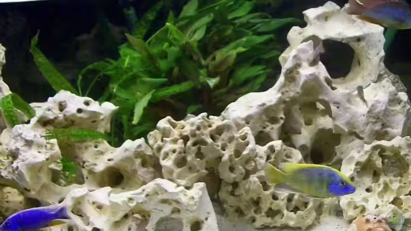 Aquarium Becken 6251 von Kay Bumann (4)