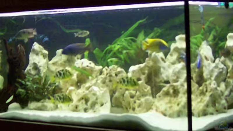 Aquarium Becken 6251 von Kay Bumann (5)