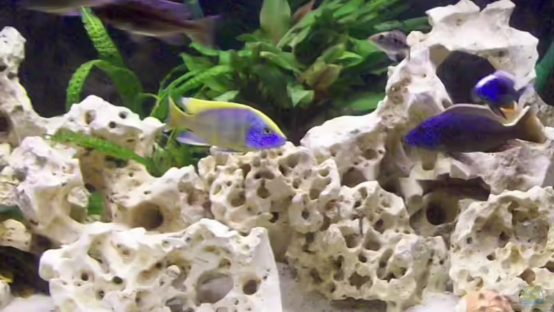 Aquarium Becken 6251 von Kay Bumann (6)