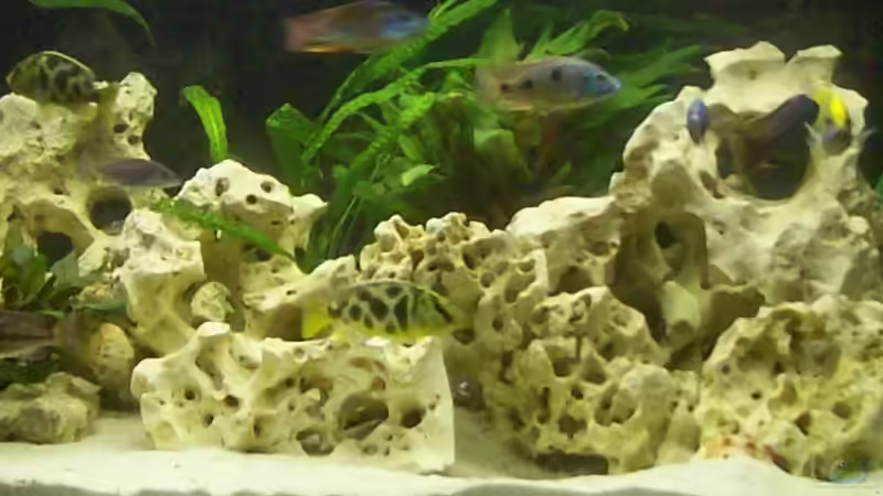 Aquarium Becken 6251 von Kay Bumann (7)