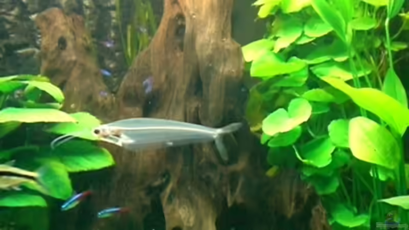 Aquarium Becken 6252 von Christoph Doberer (2)