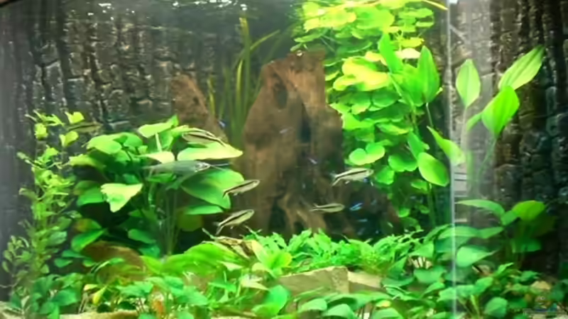 Aquarium Becken 6252 von Christoph Doberer (3)