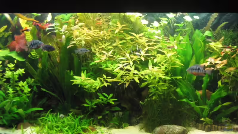 Aquarium Becken 6259 von Dirk Meißner (5)