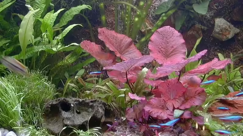 Aquarium Becken 6267 von Thomas Mühlan (2)