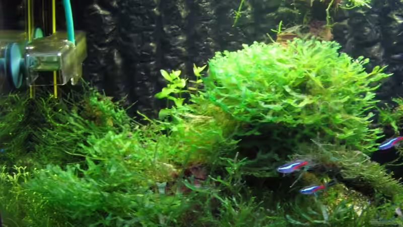 Aquarium Becken 6270 von Robert Lehmberg (2)