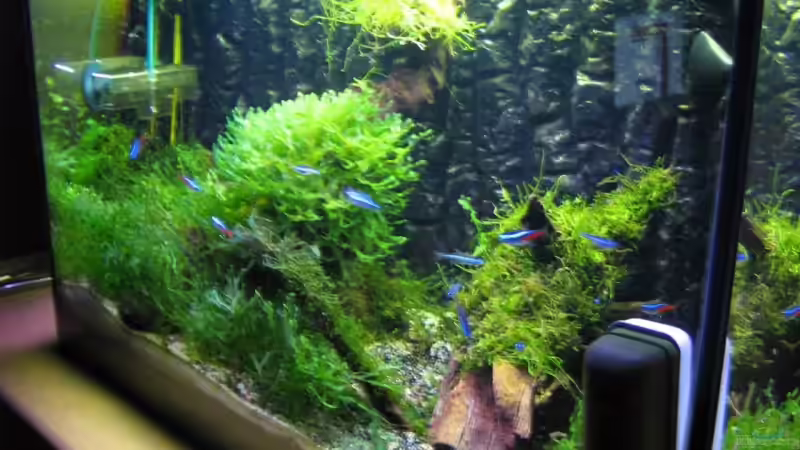 Aquarium Becken 6270 von Robert Lehmberg (3)