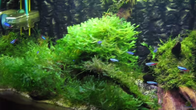 Aquarium Becken 6270 von Robert Lehmberg (5)