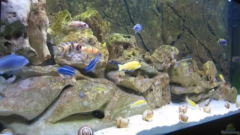 Aquarium Becken 6271 von Oliver Knönagel (2)