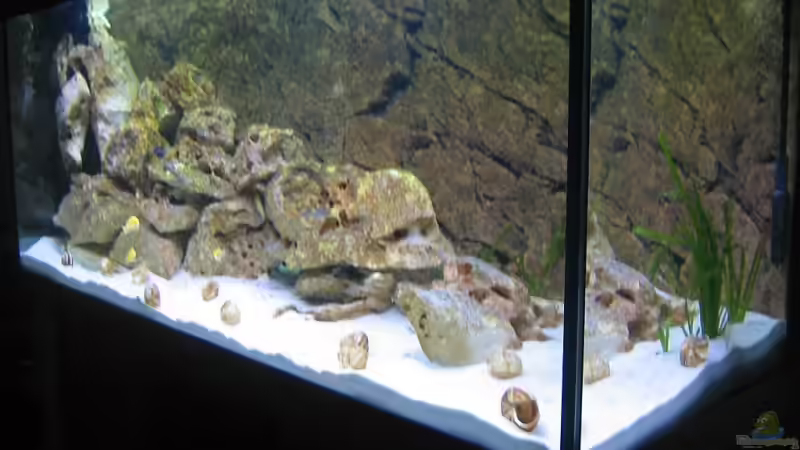 Aquarium Becken 6271 von Oliver Knönagel (5)