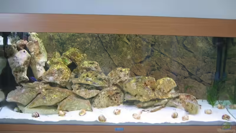 Aquarium Becken 6271 von Oliver Knönagel (6)