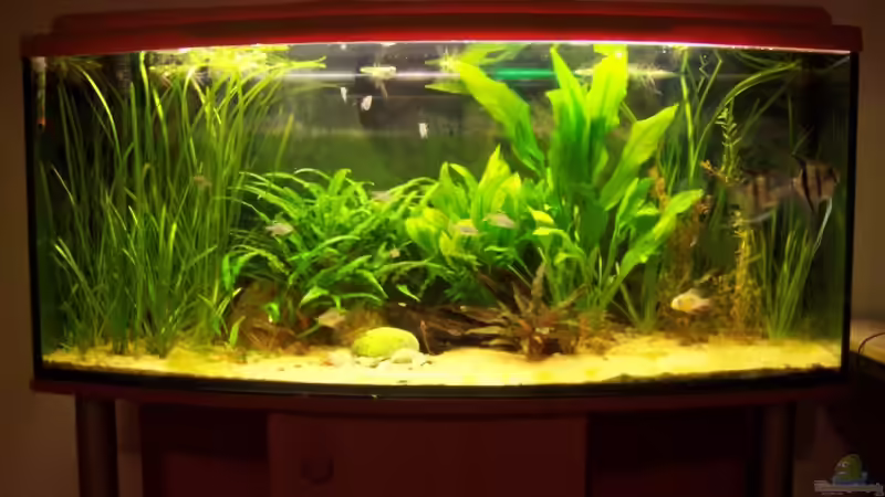 Aquarium Becken 6276 von BlueColor (2)