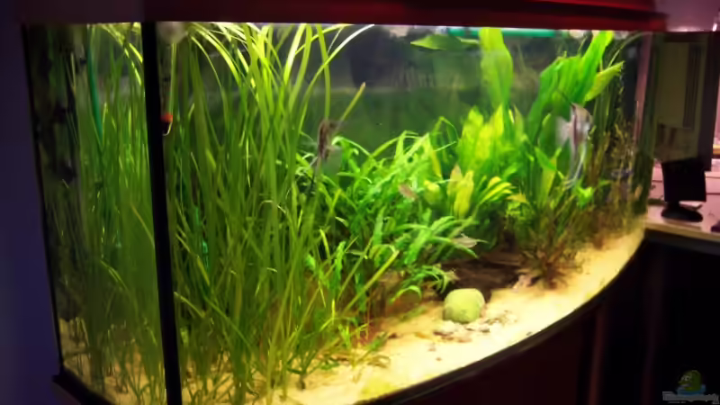 Aquarium Becken 6276 von BlueColor (3)