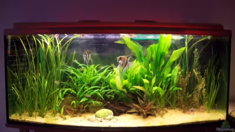 Aquarium Becken 6276 von BlueColor (4)