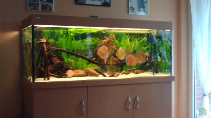 Aquarium Becken 6282 von Christoph Schulz (2)