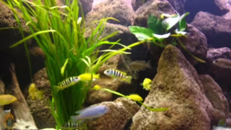 Aquarium Becken 6314 von Stefan Lorenz (2)