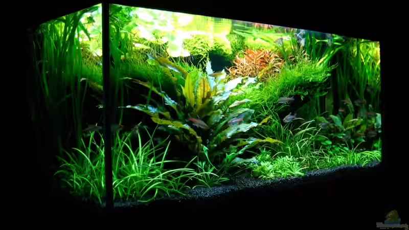 Aquarium Becken 6328 von Simon John (3)