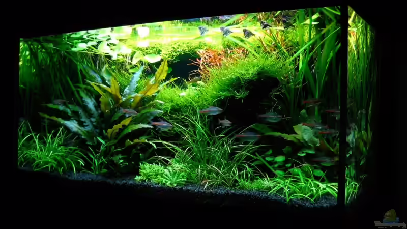 Aquarium Becken 6328 von Simon John (4)