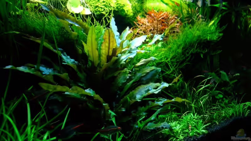 Aquarium Becken 6328 von Simon John (5)