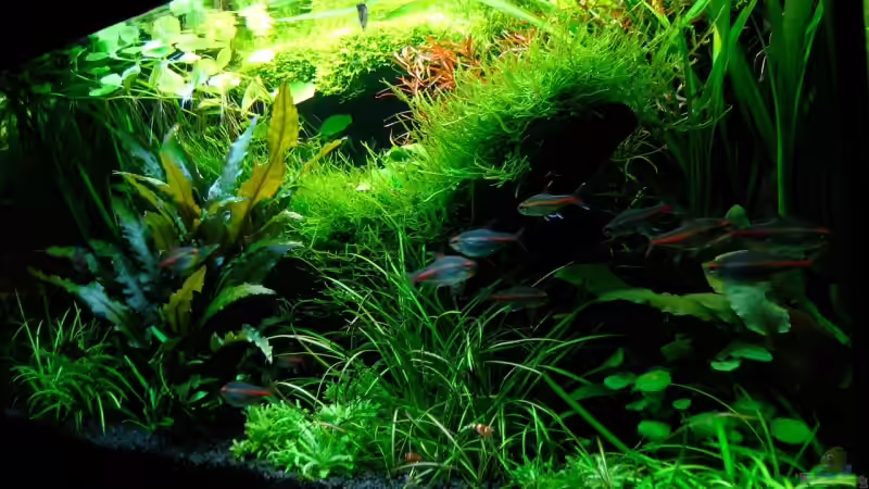 Aquarium Becken 6328 von Simon John (6)