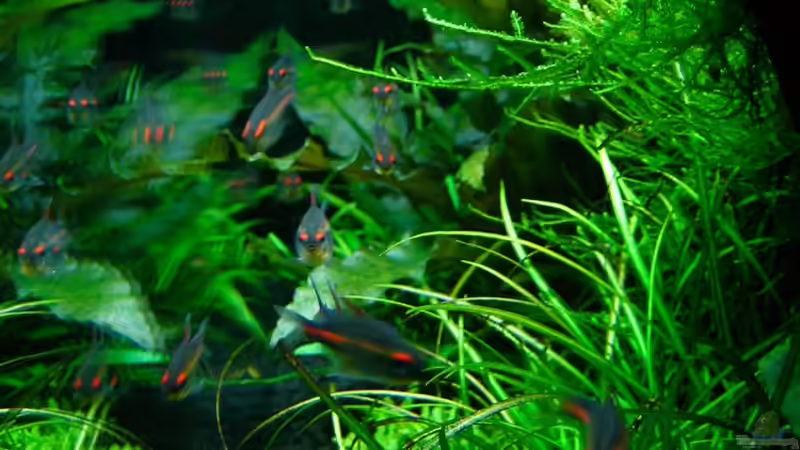 Aquarium Becken 6328 von Simon John (7)