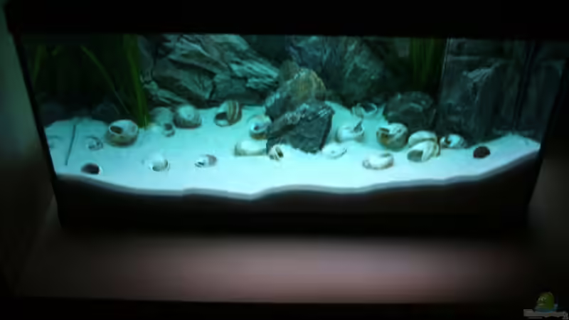 Aquarium Becken 6354 von Fabian Schulte (11)