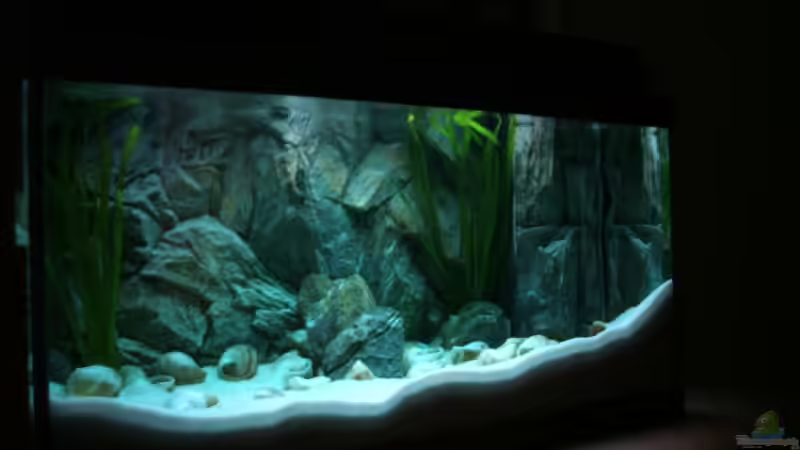 Aquarium Becken 6354 von Fabian Schulte (12)