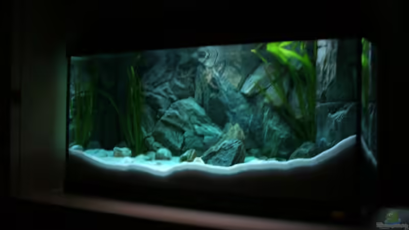 Aquarium Becken 6354 von Fabian Schulte (13)