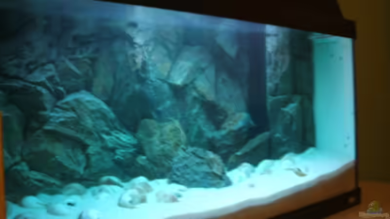 Aquarium Becken 6354 von Fabian Schulte (4)