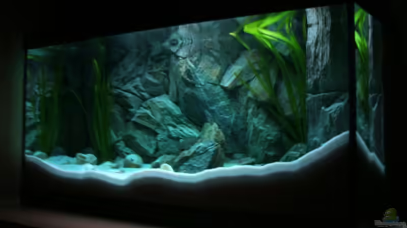 Aquarium Becken 6354 von Fabian Schulte (7)