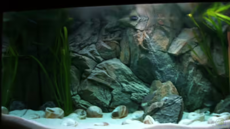 Aquarium Becken 6354 von Fabian Schulte (8)