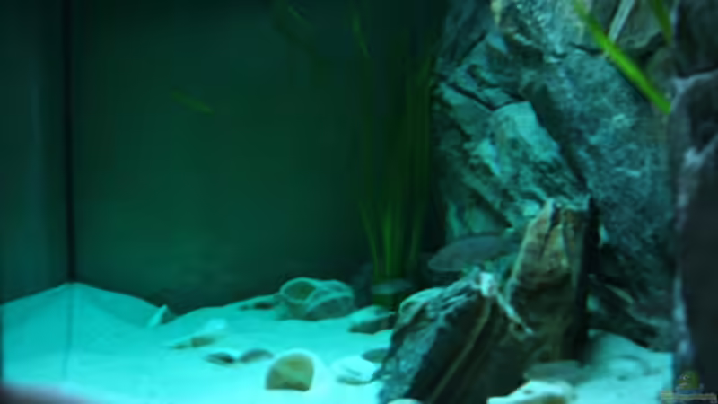 Aquarium Becken 6354 von Fabian Schulte (9)