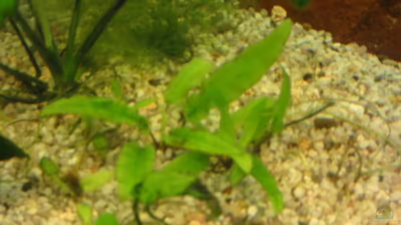 Aquarium Becken 636 von Felix Derschang (2)