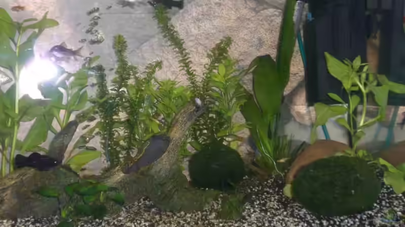 Aquarium Becken 6361 von Daniel Kock (2)