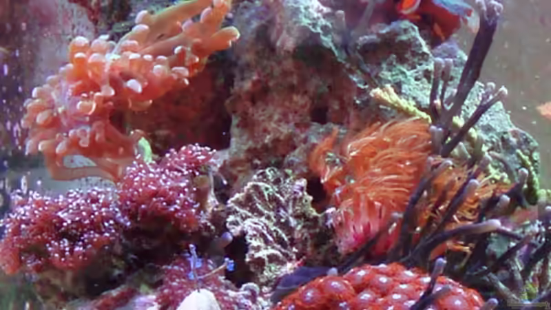 Aquarium Becken 6362 von Eva Göschl (3)