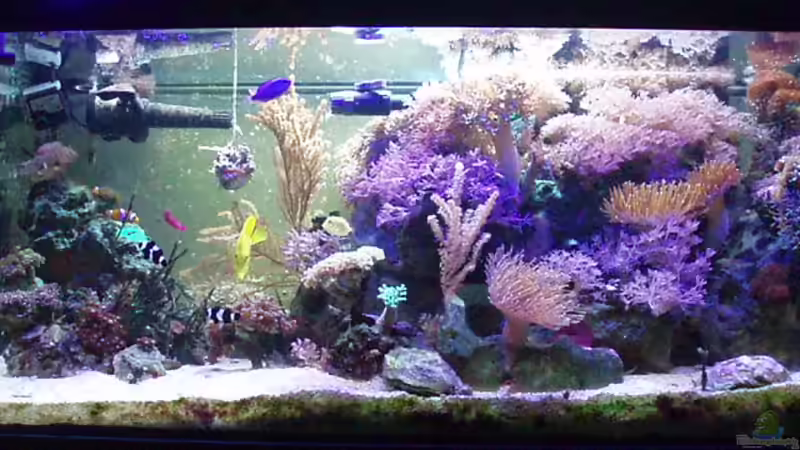 Aquarium Becken 6362 von Eva Göschl (4)