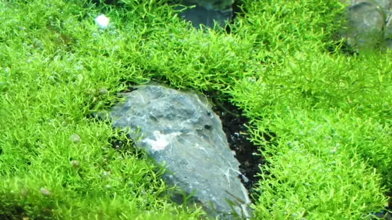 Aquarium Becken 6367 von Ralf Heby (10)