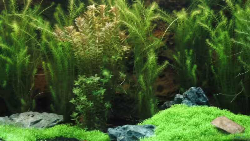 Aquarium Becken 6367 von Ralf Heby (6)