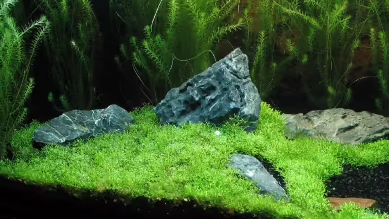 Aquarium Becken 6367 von Ralf Heby (7)