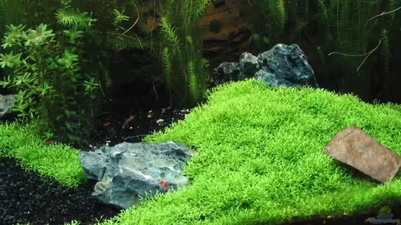 Aquarium Becken 6367 von Ralf Heby (8)