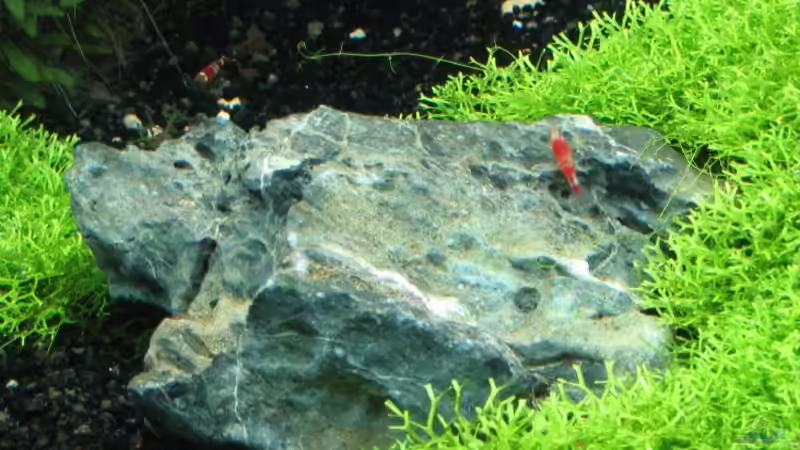 Aquarium Becken 6367 von Ralf Heby (9)