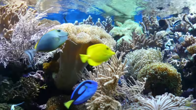 Aquarium Becken 6379 von Thomas Maik (10)