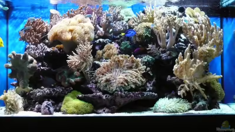 Aquarium Becken 6379 von Thomas Maik (3)