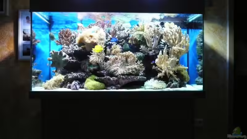Aquarium Becken 6379 von Thomas Maik (4)