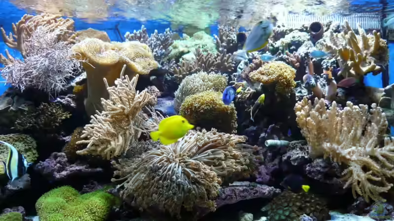 Aquarium Becken 6379 von Thomas Maik (8)