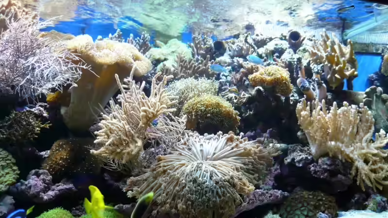 Aquarium Becken 6379 von Thomas Maik (9)