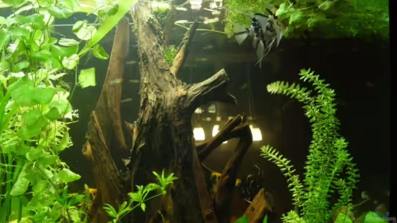 Aquarium Becken 6390 von Ralf Brücher (4)