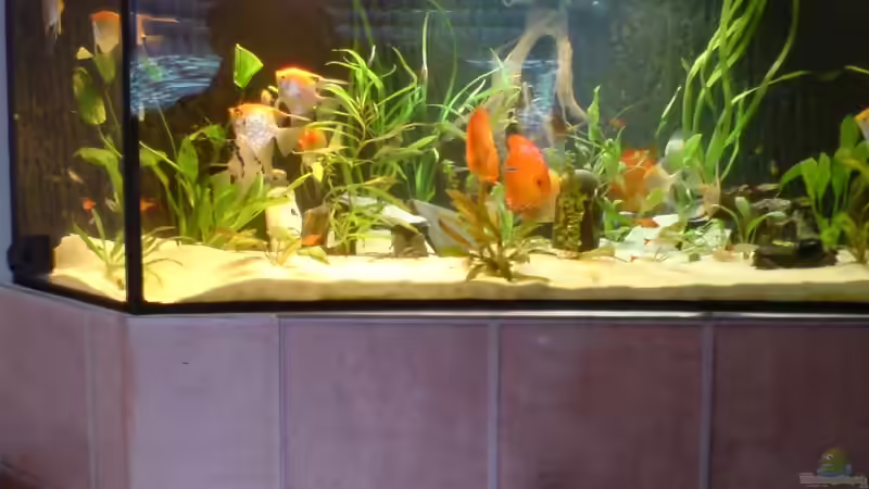 Aquarium Becken 6395 von Michael Seidel (7)