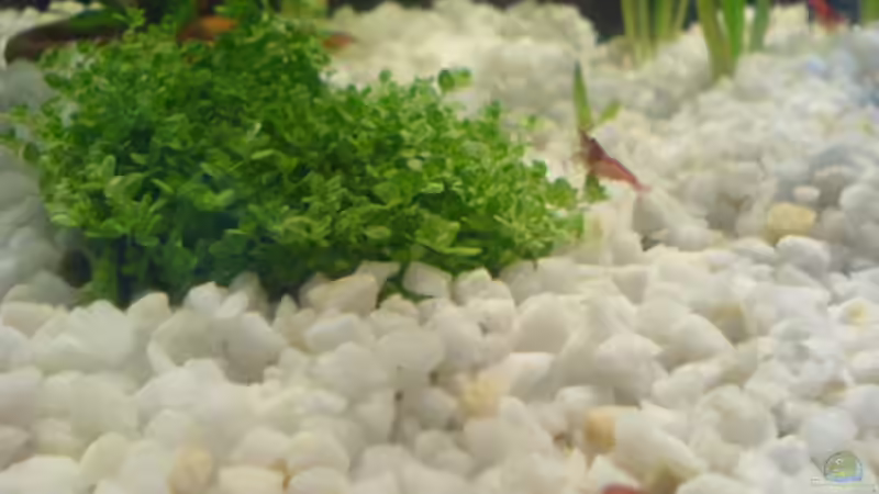 Aquarium Becken 6397 von Andreas Kraft (3)