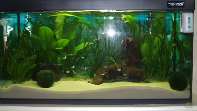 Aquarium Becken 6398 von AeROXX (2)